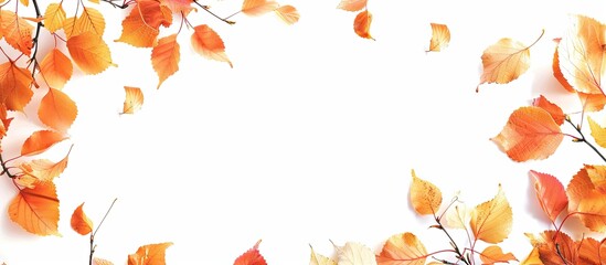 Poster - Autumn leaves with copy space image on a white backdrop