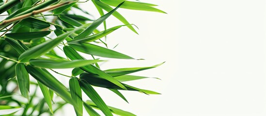 Aufkleber - Bamboo leaves isolated on a white background suitable as a border or frame for a natural concept copy space image