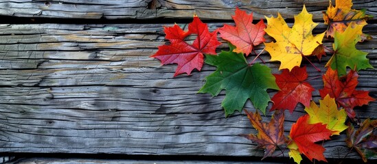 Aufkleber - Colorful maple leaves in red green and yellow hues on a rustic wooden backdrop with copy space image creating a perfect autumn setting