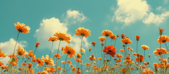 Aufkleber - Blooming orange flowers in a landscape with a bright blue sky and white clouds in the background perfect for a copy space image