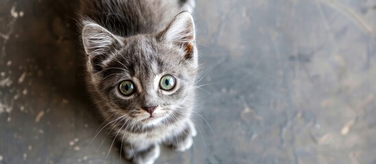 Wall Mural - Adorable small gray kitten with green eyes sitting on the floor and looking at the camera in a top down shot with copy space image