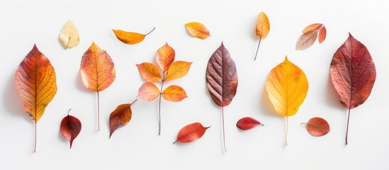 Aufkleber - Autumnal foliage arranged on a blank white surface providing empty space for images. Creative banner. Copyspace image
