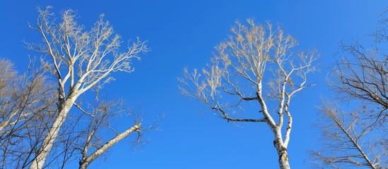 Canvas Print - Barren trees against a clear blue sky great as a copy space image