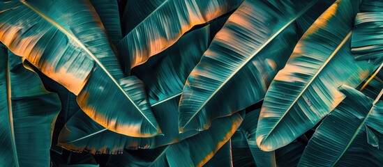 Canvas Print - Banana tree leaves create a textured abstract background with ample copy space image