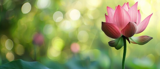 Poster - Detailed picture of a blossoming pink lotus with a blurred green backdrop suitable for adding text or designs copy space image