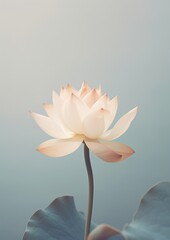 Poster - Lotus flower blossom petal plant.