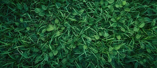 Wall Mural - a detailed background of lush green grass with an unoccupied area suitable for text or graphics know