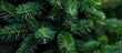 © HN Works - Close up photo of Christmas tree needles with empty space for text a copy space image