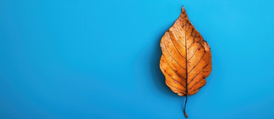Poster - Bright blue backdrop with a single dry leaf perfect for copy space image