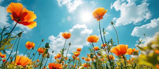 Wall Mural - blooming orange flowers in a landscape with a bright blue sky and white clouds in the background per