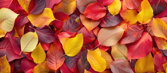 Fototapete - Autumn themed colors with red and yellow leaves against a colorful backdrop perfect for a copy space image