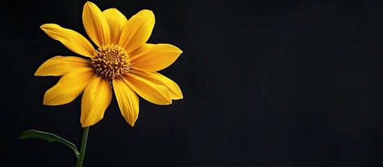 Poster - A bright yellow flower stands out against a dark black background in a striking contrast making it an ideal copy space image