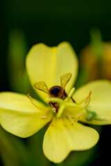 Wall Mural - Evening primrose and snails and bees lying on its leaves, a natural sight