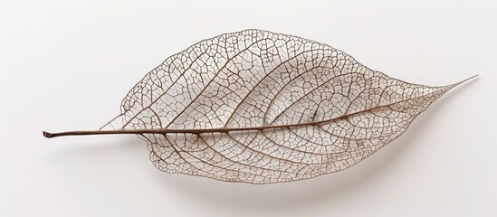 Fototapete - A detailed view of an attractive decorative skeleton leaf in a copy space image