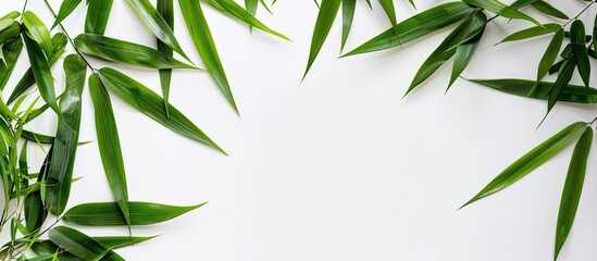 Poster - Bamboo leaves isolated on a white background suitable as a border or frame for a natural concept copy space image