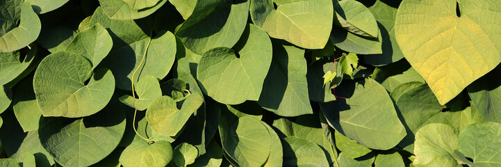 Wall Mural - A close up of green leaves with a yellowish tint. The leaves are arranged in a way that they are overlapping each other. Concept of growth and abundance, as the leaves are plentiful and spread out