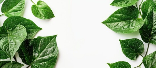 Aufkleber - Close up of a set of green leaves on a white background with copy space image