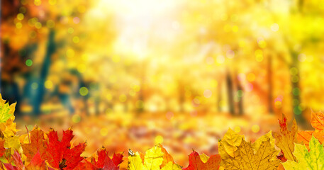 Wall Mural - yellow fall leaves, autumn blurred natural background