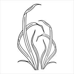 Illustration of reeds in doodle style. Marsh grass, sedge. Black and white vector, graphics. Plant near swamp and lake..