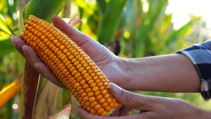 Close up to female hands of a farmer examining ripe cob of corn at green meadow. Adult arms of agronomist exploring yellow sweetcorn on maize field at sunset. Concept of agricultural business. Slow mo