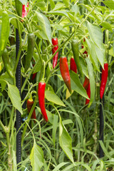 Poster - Close-up of red and green peppers with leaves before harvest on the field in summer, South Korea
