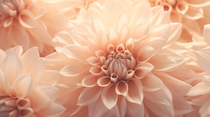 Wall Mural - Beautiful pink dahlia flowers as background, closeup view