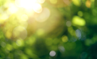 Wall Mural - blurred, defocused spring and summer green bokeh foliage background with warm sunlight shining throu