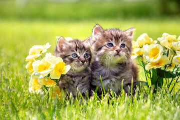 Wall Mural - Two little kittens sitting on the grass with flowers in the summer garden