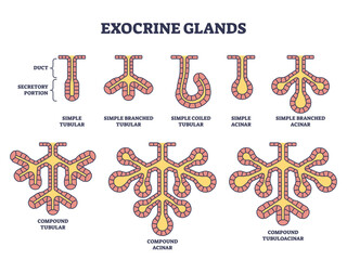 Sticker - Exocrine glands structure for anatomical secrete substances outline diagram, transparent background. Labeled educational scheme.