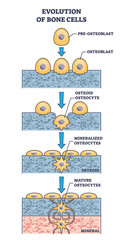 Wall Mural - Evolution of bone cells with osteogenesis process explanation outline diagram, transparent background. Labeled educational ossification anatomy with osteoblast stages illustration.