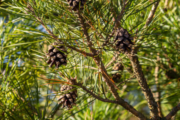 Wall Mural - Close-up on a pretty pine cone hanging from its branch and surrounded by its green thorns. Pine cone, pine thorns, pine branch and blue sky