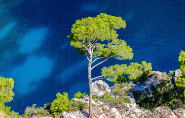 tree on rock. rock tree on blue water background