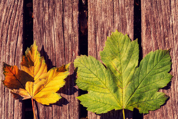 Wall Mural - two autumn leaves on the gray background . Abstract background of leaves. The concept of leaf fall, autumn