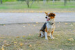 © Лариса Кузьменко - Kooikerhondje dog on a walk in the park