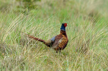 Wall Mural - Faisan de Colchide,.Phasianus colchicus, Common Pheasant, mâle