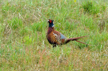 Wall Mural - Faisan de Colchide,.Phasianus colchicus, Common Pheasant, mâle