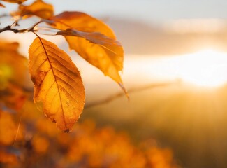 Wall Mural - Orange autumn leaves wallpaper