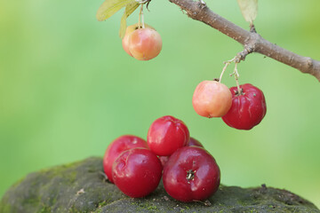 The beauty of a branch of a barbados cherry tree filled with fruit ready to be harvested. This plant has the scientific name Malpighia emarginata.