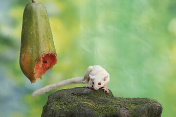 Wall Mural - A young sugar glider eating a ripe papaya fruit on a tree. This mammal has the scientific name Petaurus breviceps.
