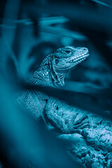 Wall Mural - Blue monitor lizard in blue concept.