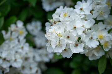 Canvas Print - Beautiful white flowers of a multi-flowered rose.