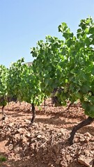 Wall Mural - Veraison in a vineyard. Bunches of grapes with berries that begin the ripening phase. Traditional agriculture. Sardinia. Footage.