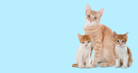 Wall Mural - Cute cats on light blue background, banner design with space for text. Lovely pet