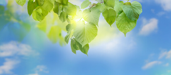 Wall Mural - Tree branch with green leaves against beautiful sky. Banner design