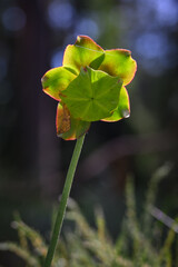 Canvas Print - Green interesting carnivorous plant flower.