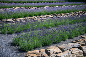 Wall Mural - Lavender beds with flowers between stones.