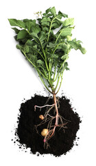 Wall Mural - Potato plant with tubers and soil isolated on white, top view