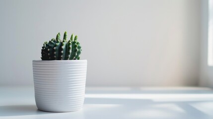 Canvas Print - White pot with cactus or succulent on a white surface in natural light Mental health awareness on Friday