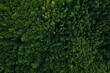 © Miha Creative - Green pine forest in mountain summer with a view from above.Spring birch groves with beautiful texture.