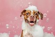 © LidiaLens - Happy dog covered in foam with bubbles floating against a pink background